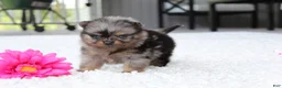 Pomeranian dogs for sale: Lexi - Ad 6