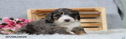Mini Bernedoodle dogs for sale: Cody - Ad 8