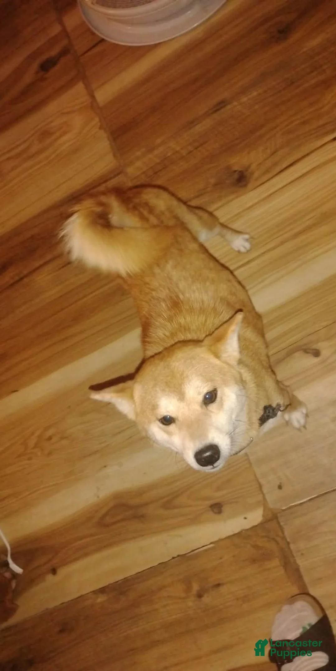 Mixed Breed dogs for sale: Mixed Breed Puppy 1 - Ad 14