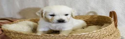 Golden Retriever dogs for sale: Willow - Ad 4