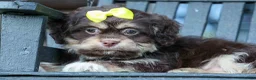 Teddy Bear dogs for sale: Oscar 🐾    - Ad 9