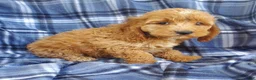 Cockapoo dogs for sale: Atlas - Ad 3