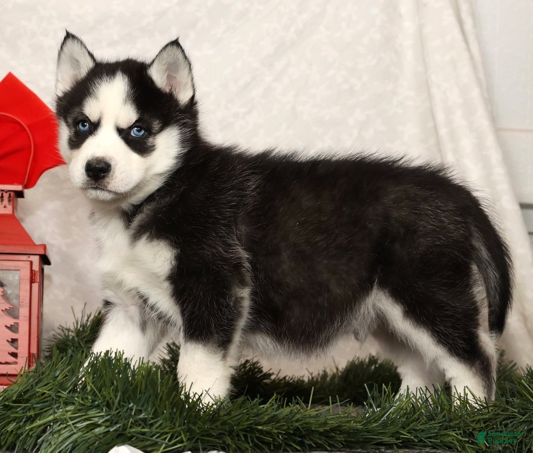Siberian Husky dogs for sale: Rufus - Ad 2