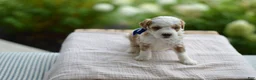 Mini Goldendoodle dogs for sale: April - Ad 6