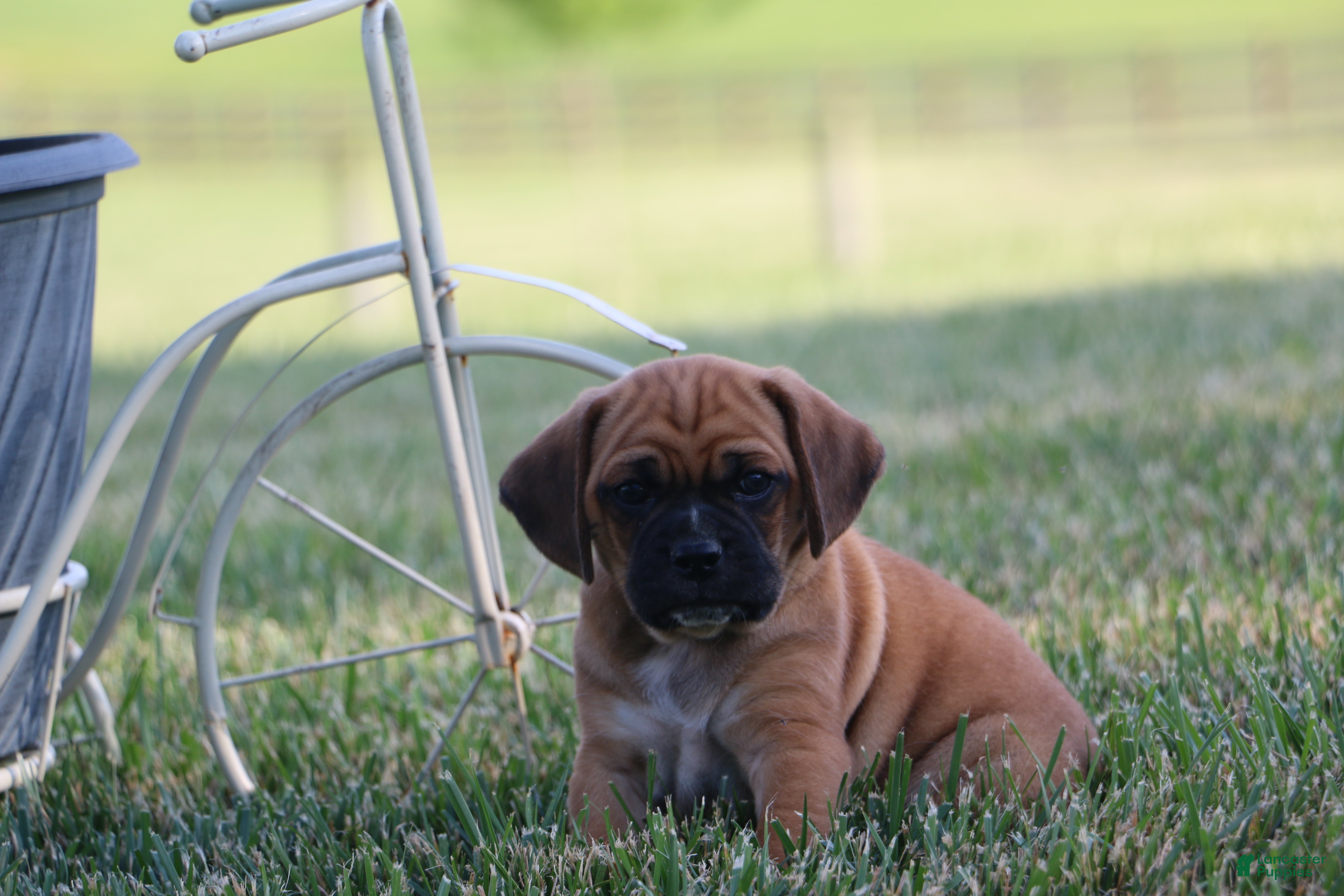 Puggle dogs for sale: Buster - Ad 2