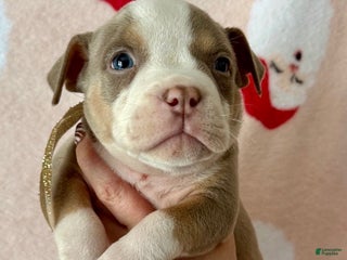 American Bully dogs Layla - Ad 38