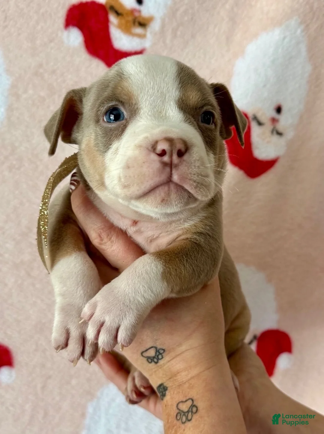 American Bully dogs for sale: Cali - Ad 10