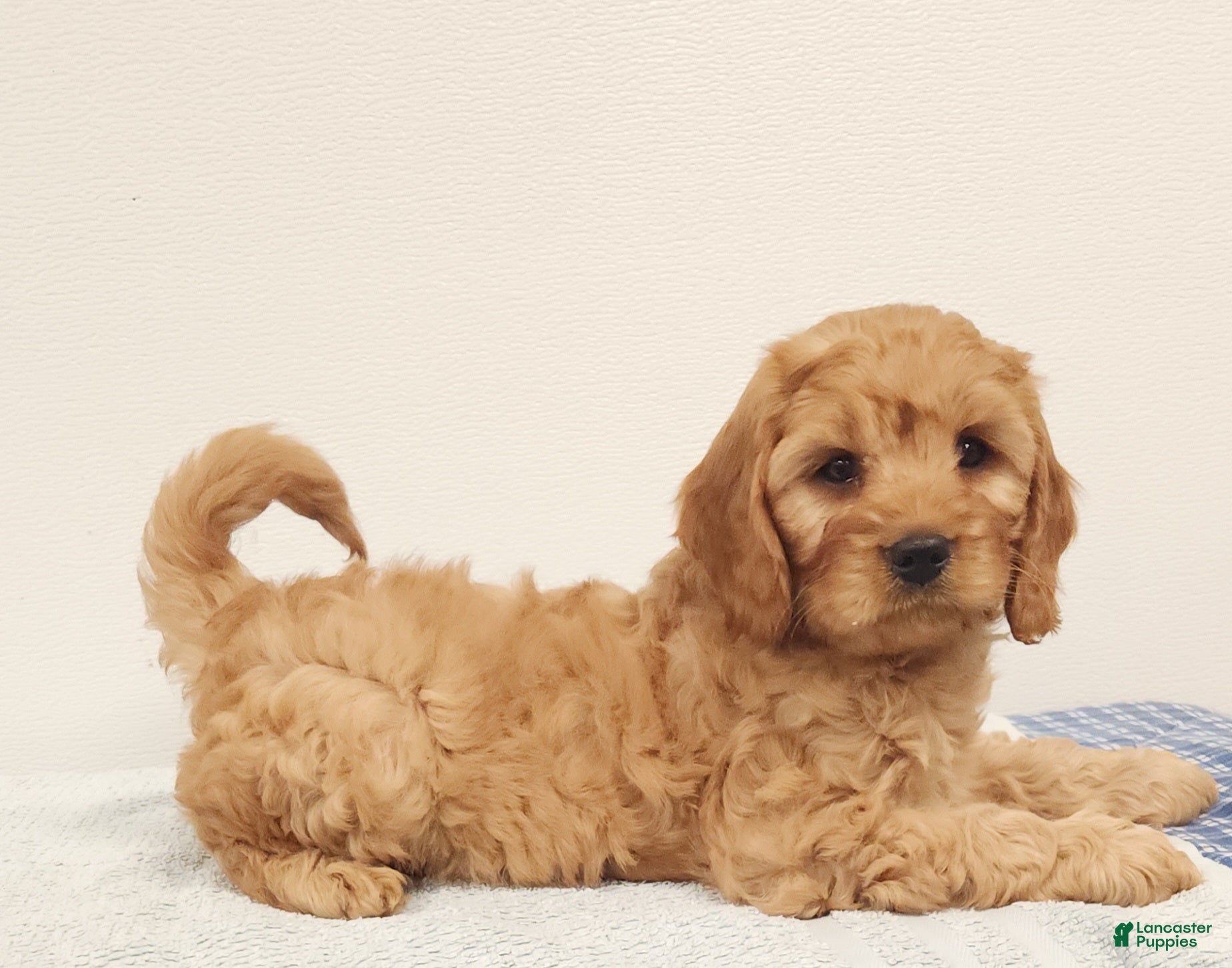 Cavapoo dogs Rusty  - Ad 1