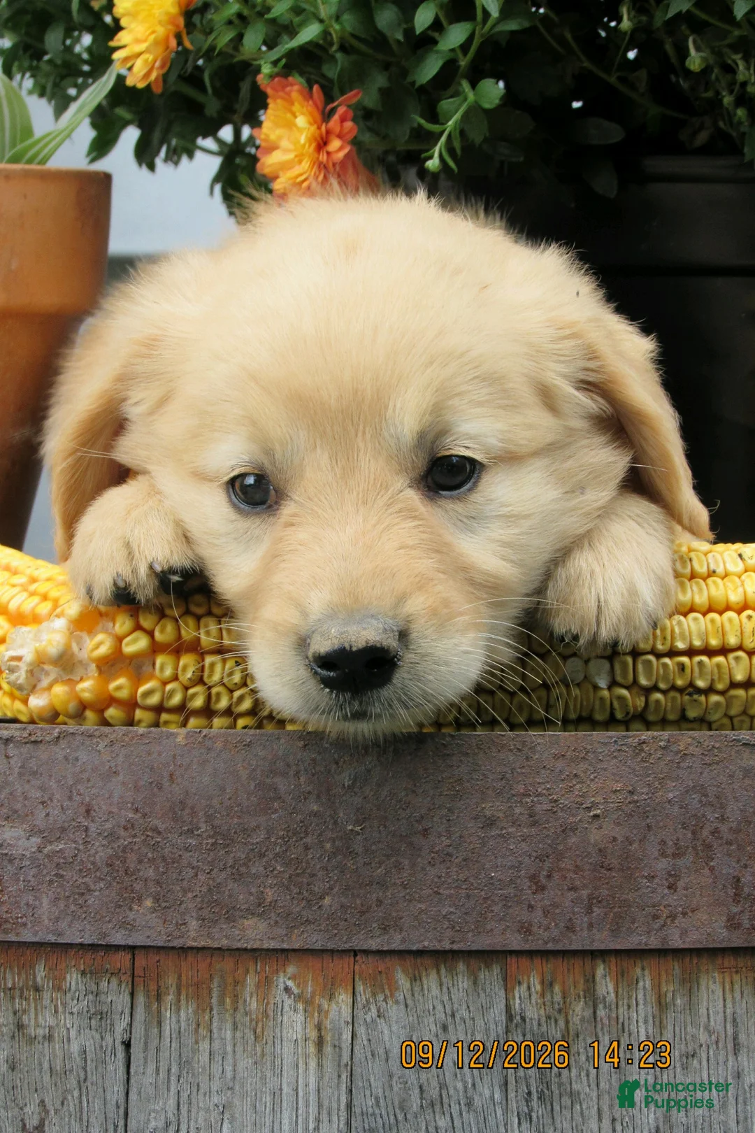 Golden Retriever dogs for sale: Golden Retriever 5 Brea - Ad 2