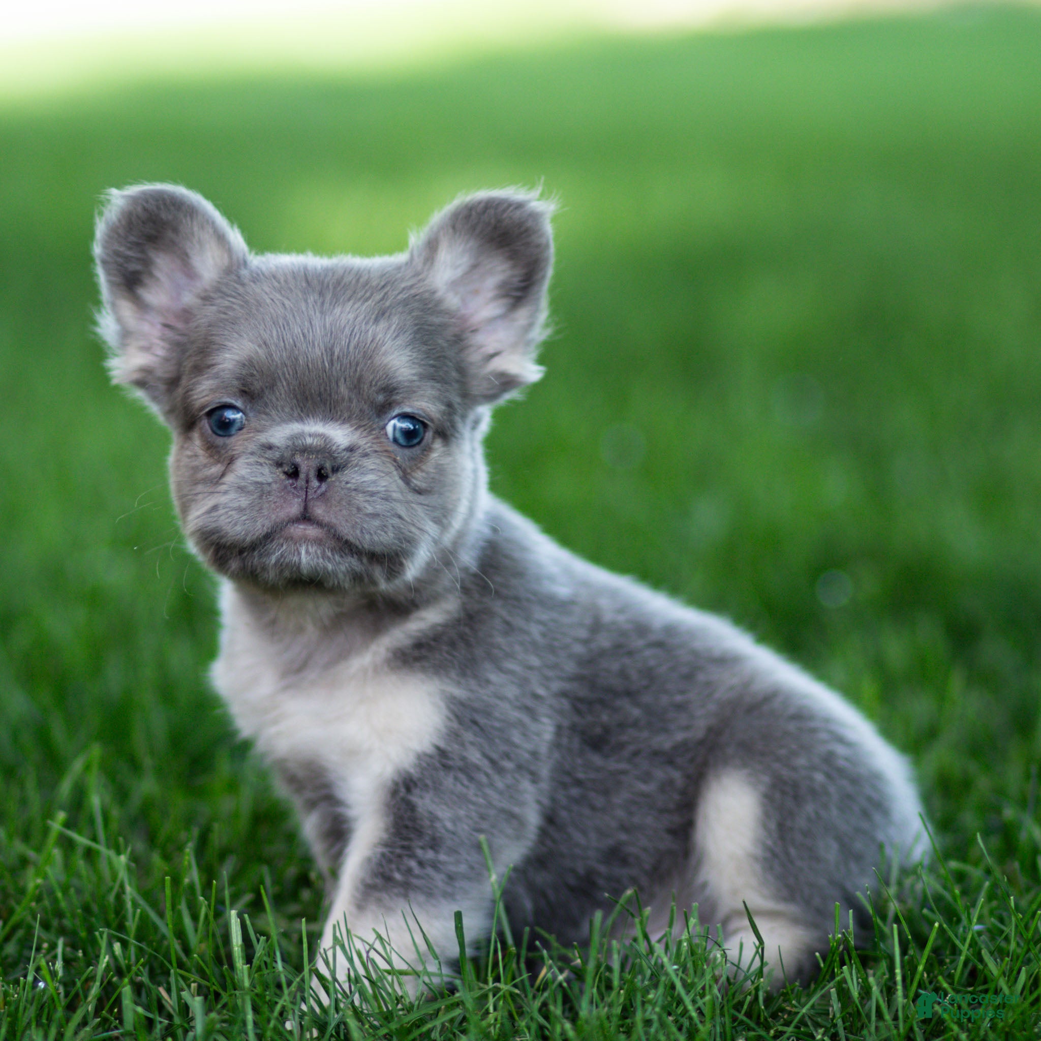 French Bulldog dogs Myron French Bulldog Puppy  - Ad 1