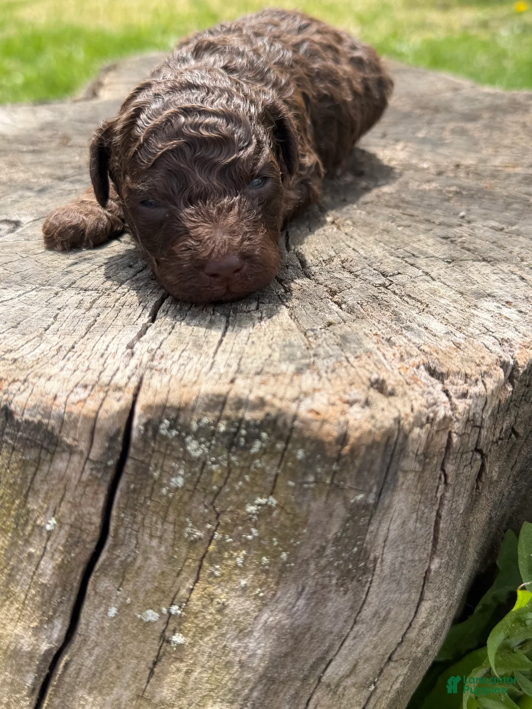 Toy Poodle dogs for sale: Luke (chocolate tri color) - Ad 1