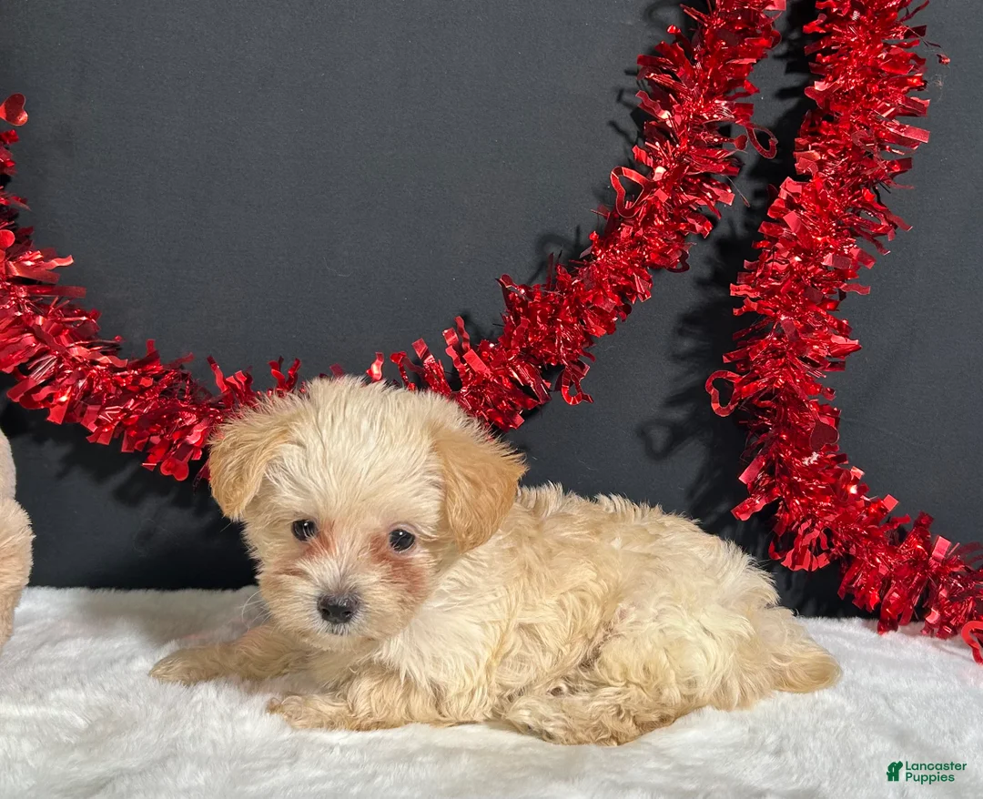 Morkie dogs for sale: Ashley - Ad 6