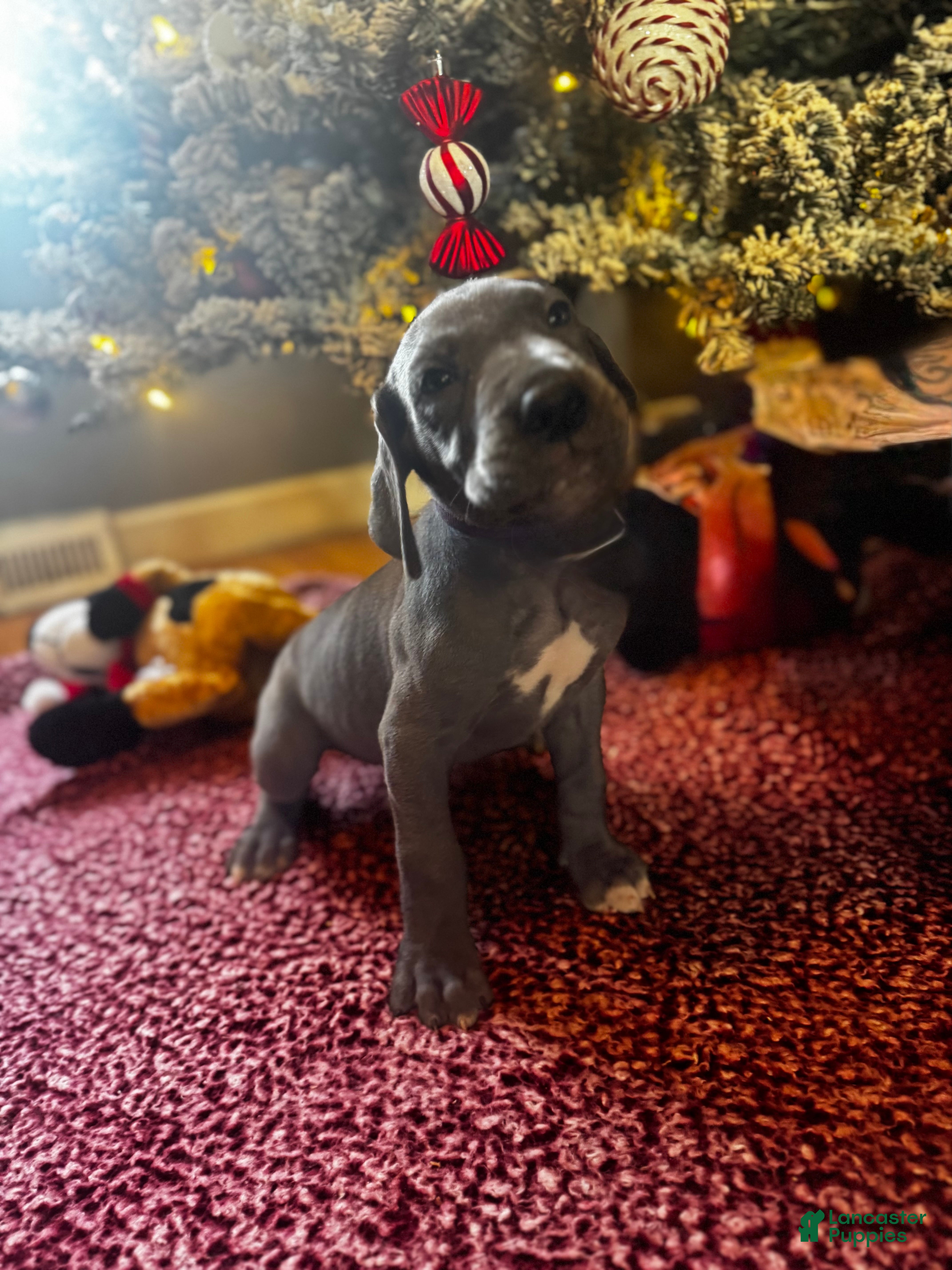 Great Dane dogs Tommy Pickles  - Ad 5