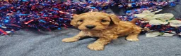 Maltipoo dogs for sale: Mosley (Male) - Ad 4