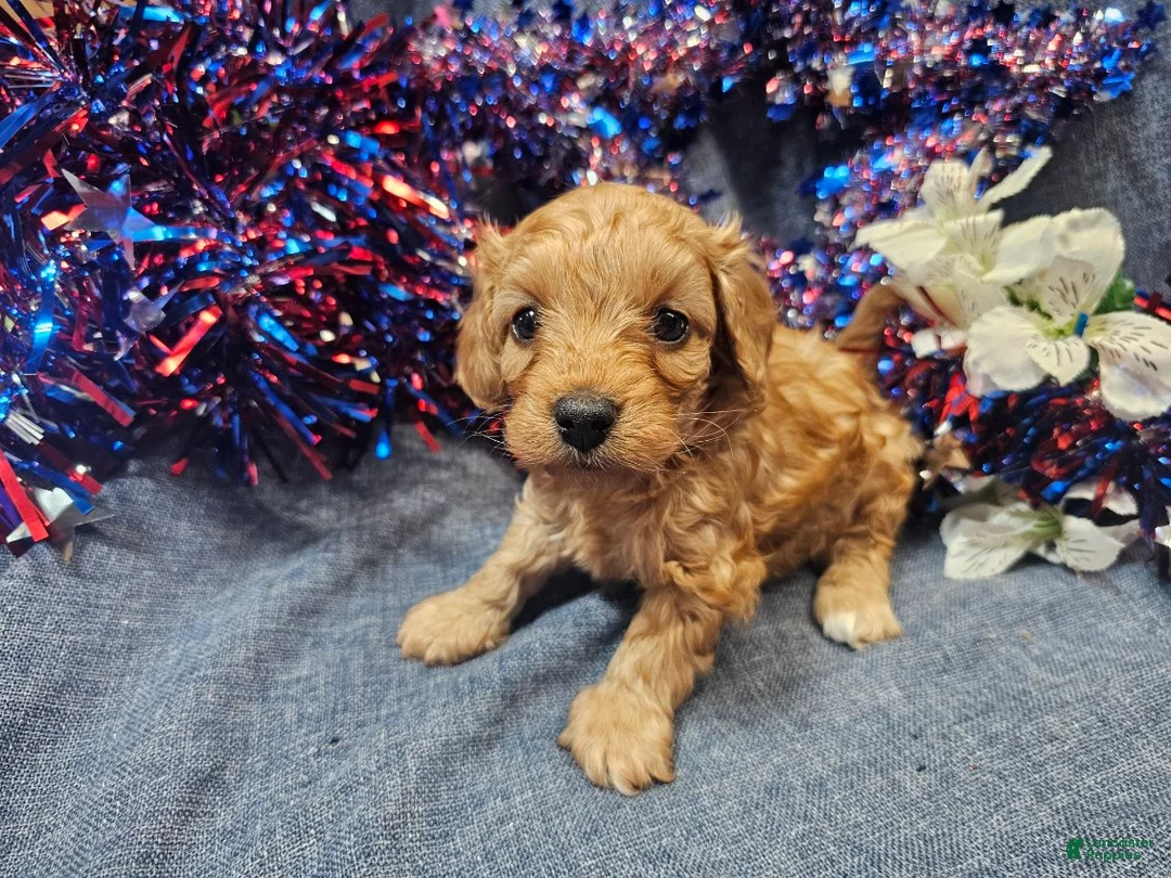 Maltipoo dogs for sale: Mosley (Male) - Ad 4