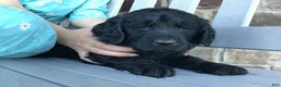 Goldendoodle dogs for sale: Dahlia  - Ad 6