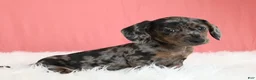 Miniature Dachshund dogs for sale: Peaches 🍑 - Ad 4