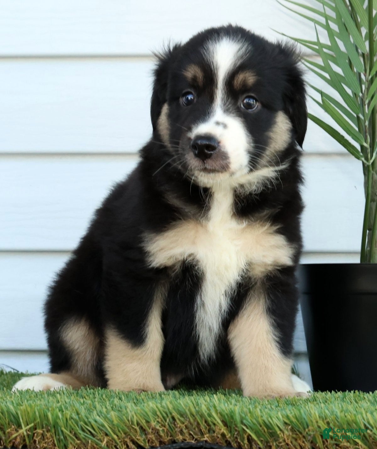 Miniature Australian Shepherd dogs for sale: Toby - Ad 3