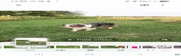 Australian Shepherd dogs for sale: Australian Shepherd Puppy 10 - Ad 3