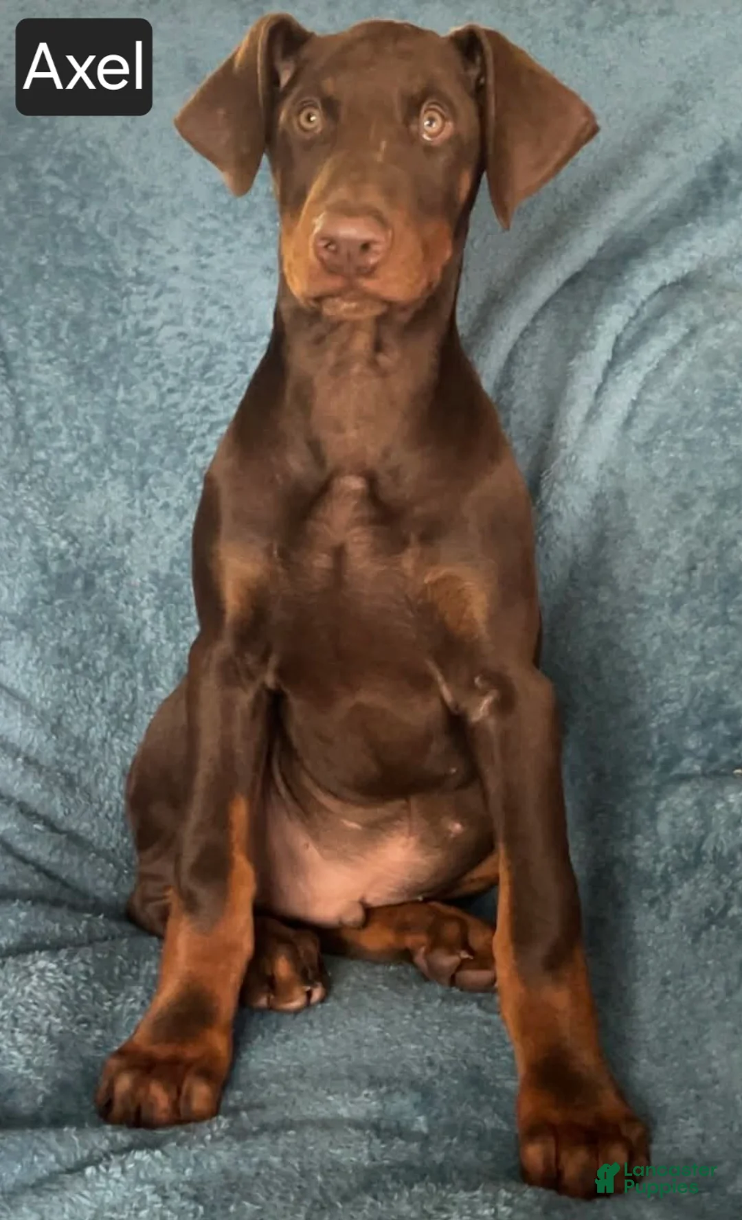 Doberman Pinscher dogs for sale: Axel - Ad 2