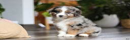 Miniature Australian Shepherd dogs for sale: Truffles - Ad 7
