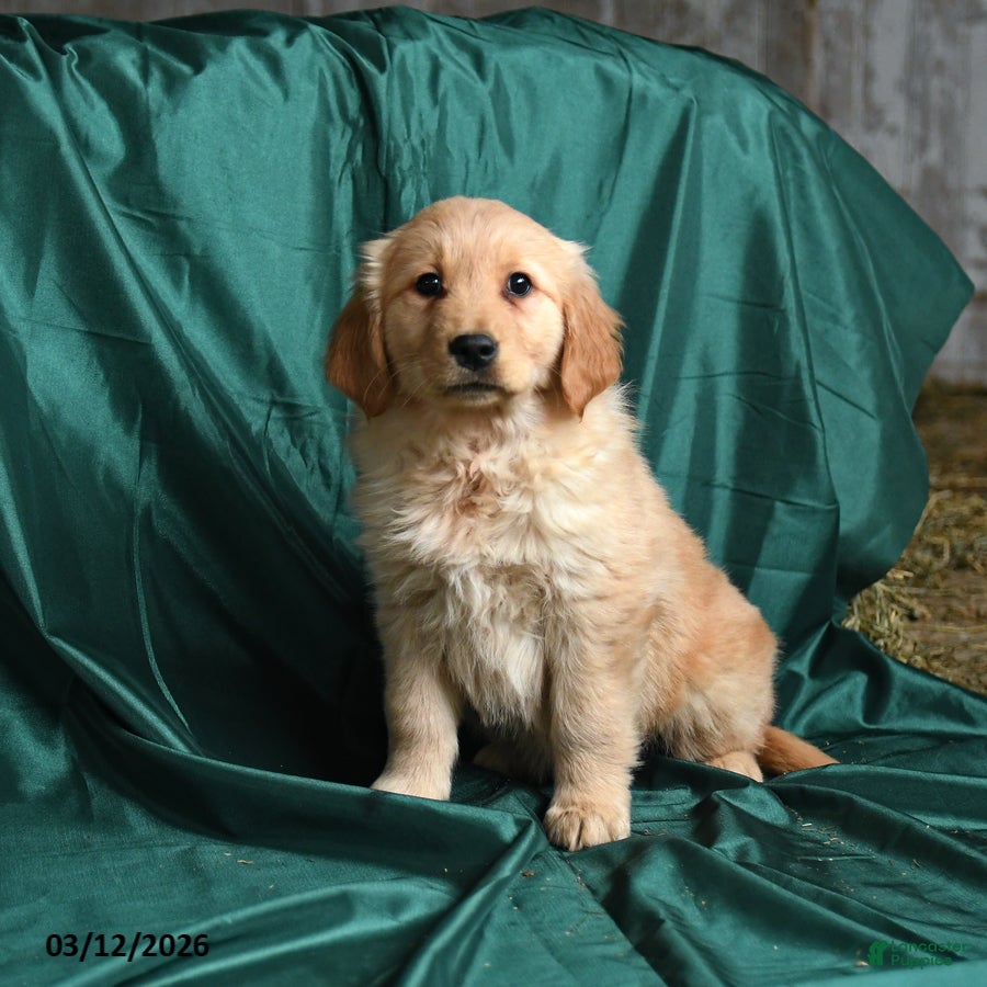 Golden Retriever dogs Sissy - Ad 1