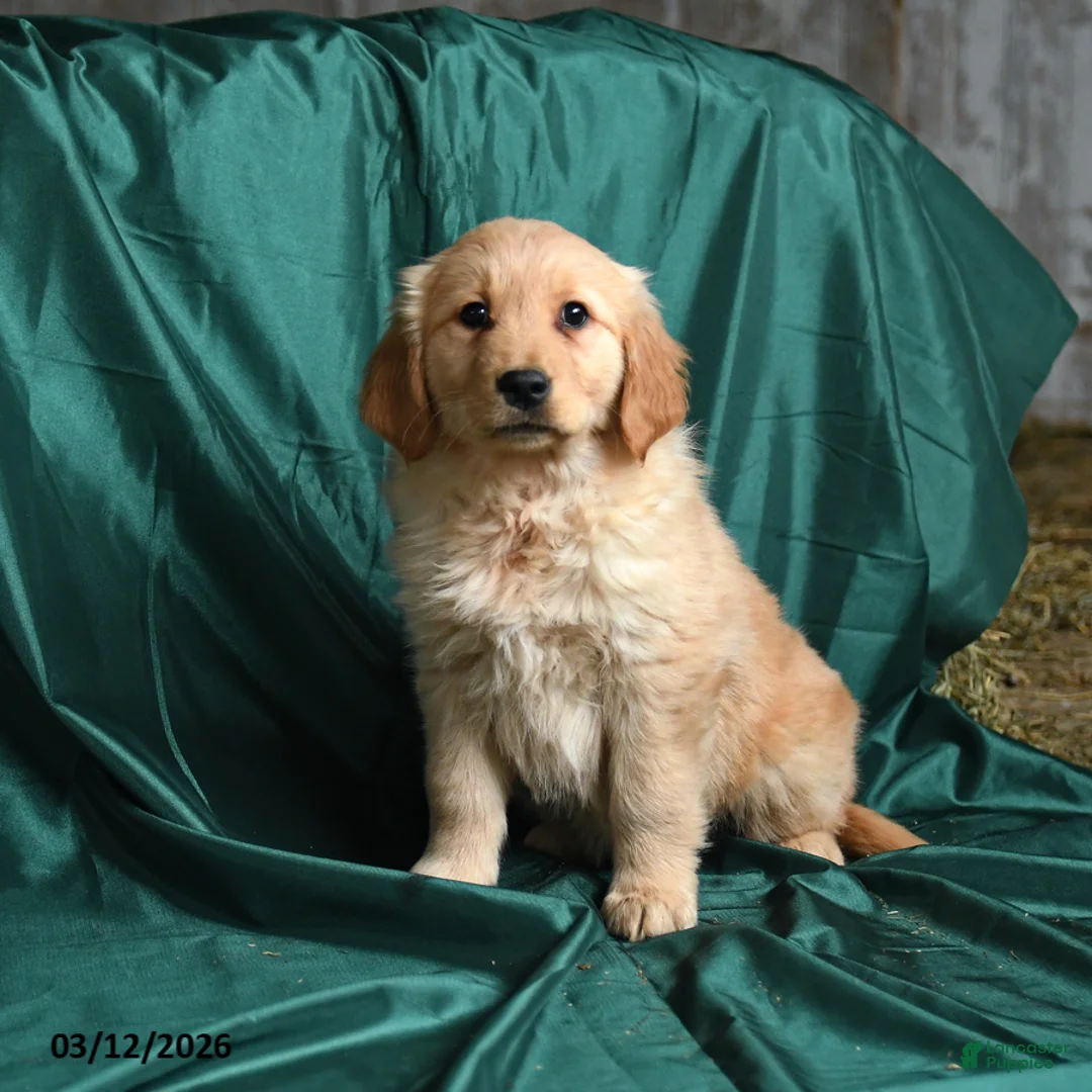 Golden Retriever dogs for sale: Sissy - Ad 1