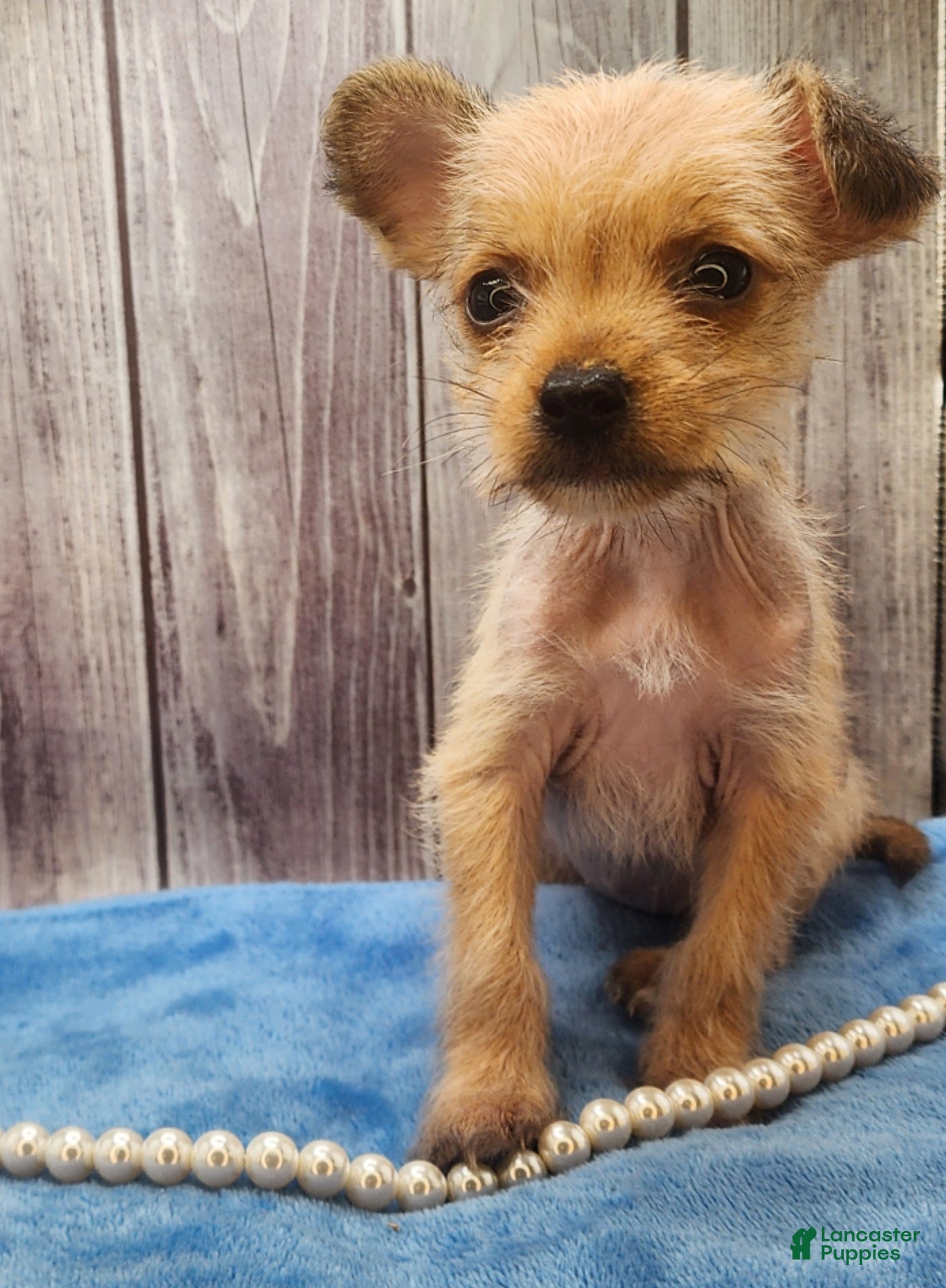 Mixed Breed dogs Dakota - Ad 36