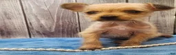 Mixed Breed dogs for sale: Dakota - Ad 2
