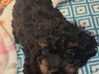 Havapoo dogs Moose - Ad 17