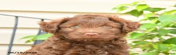 Mixed Breed dogs for sale: Fudge - Ad 5