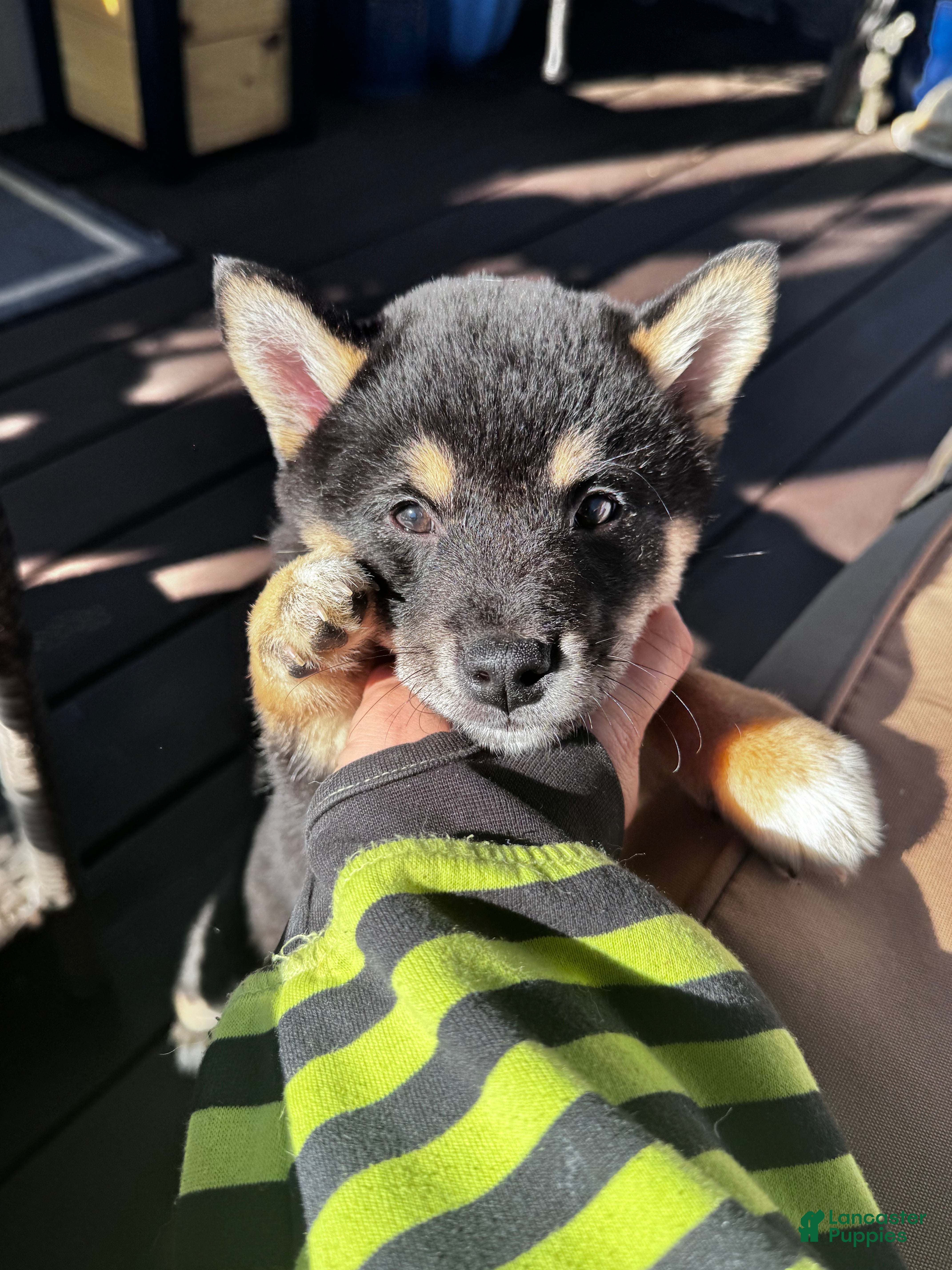 Shiba Inu dogs Axel - Ad 17