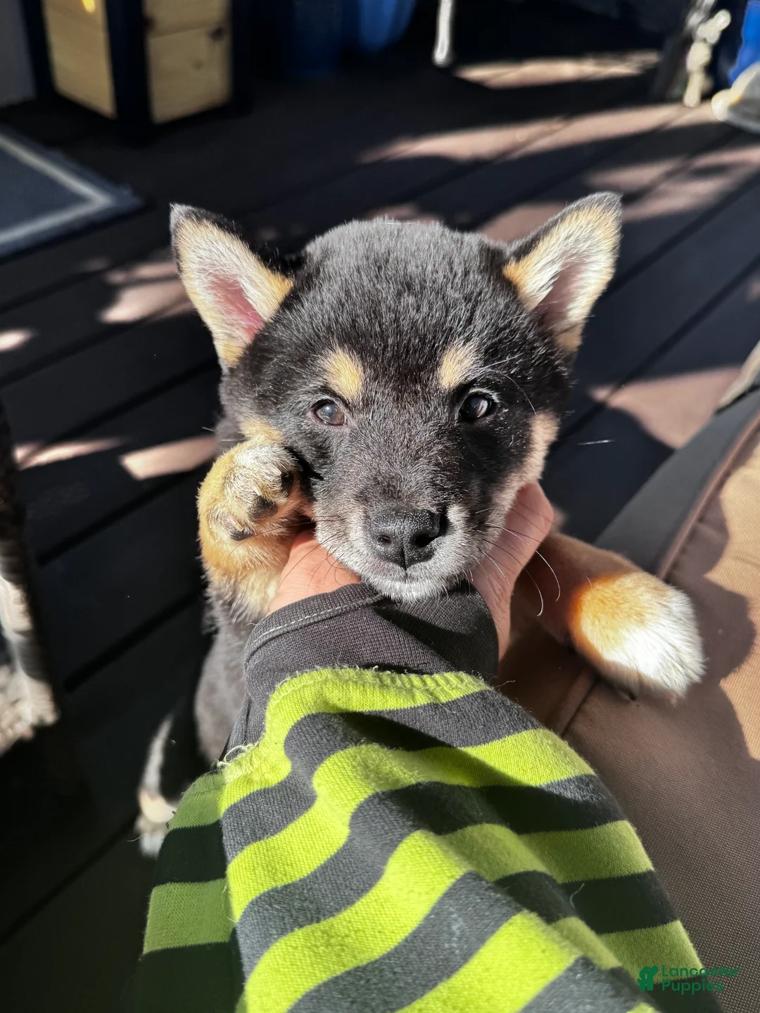 Shiba Inu dogs for sale: Axel - Ad 1