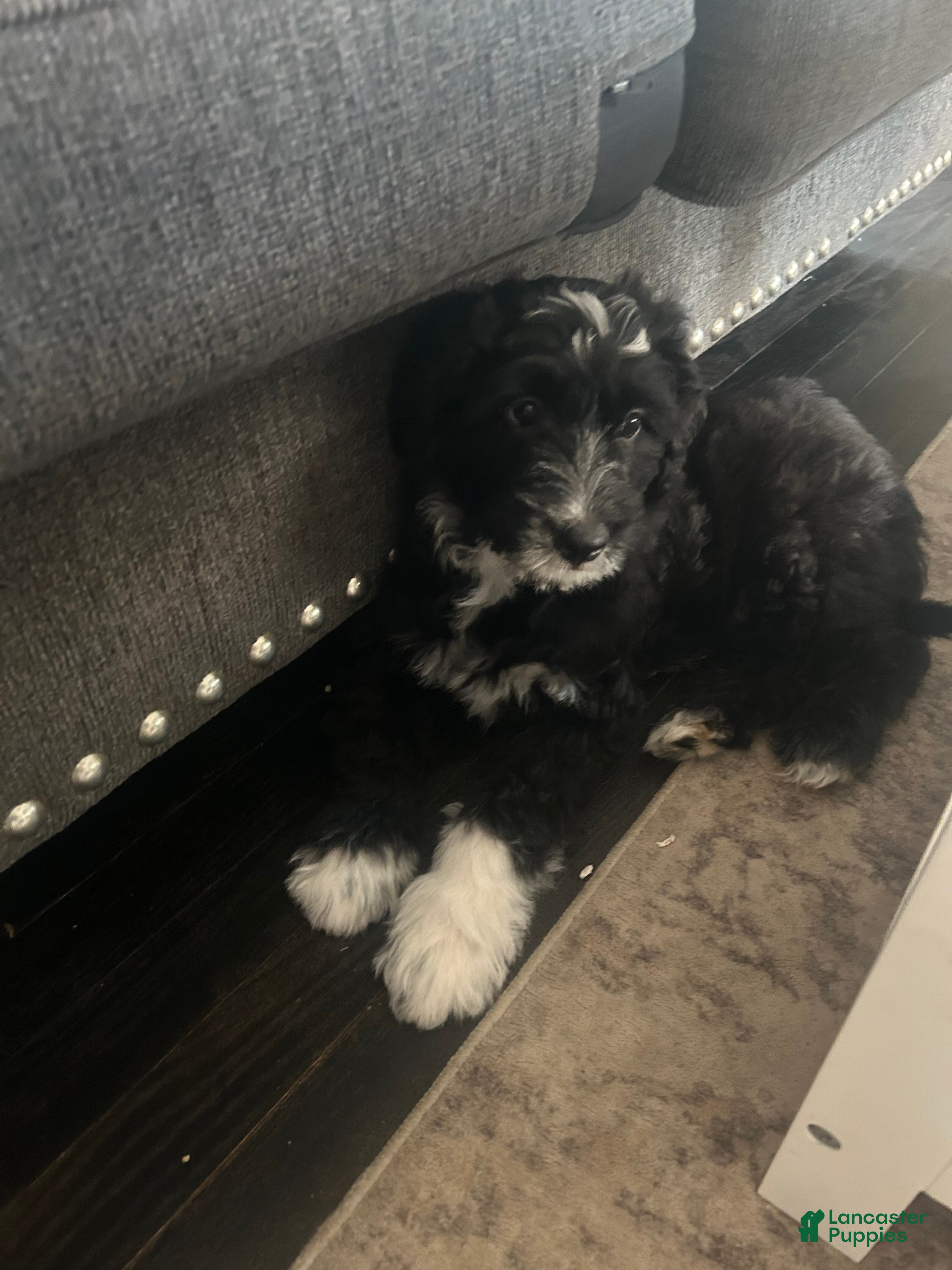Aussiedoodle dogs BO - Ad 7