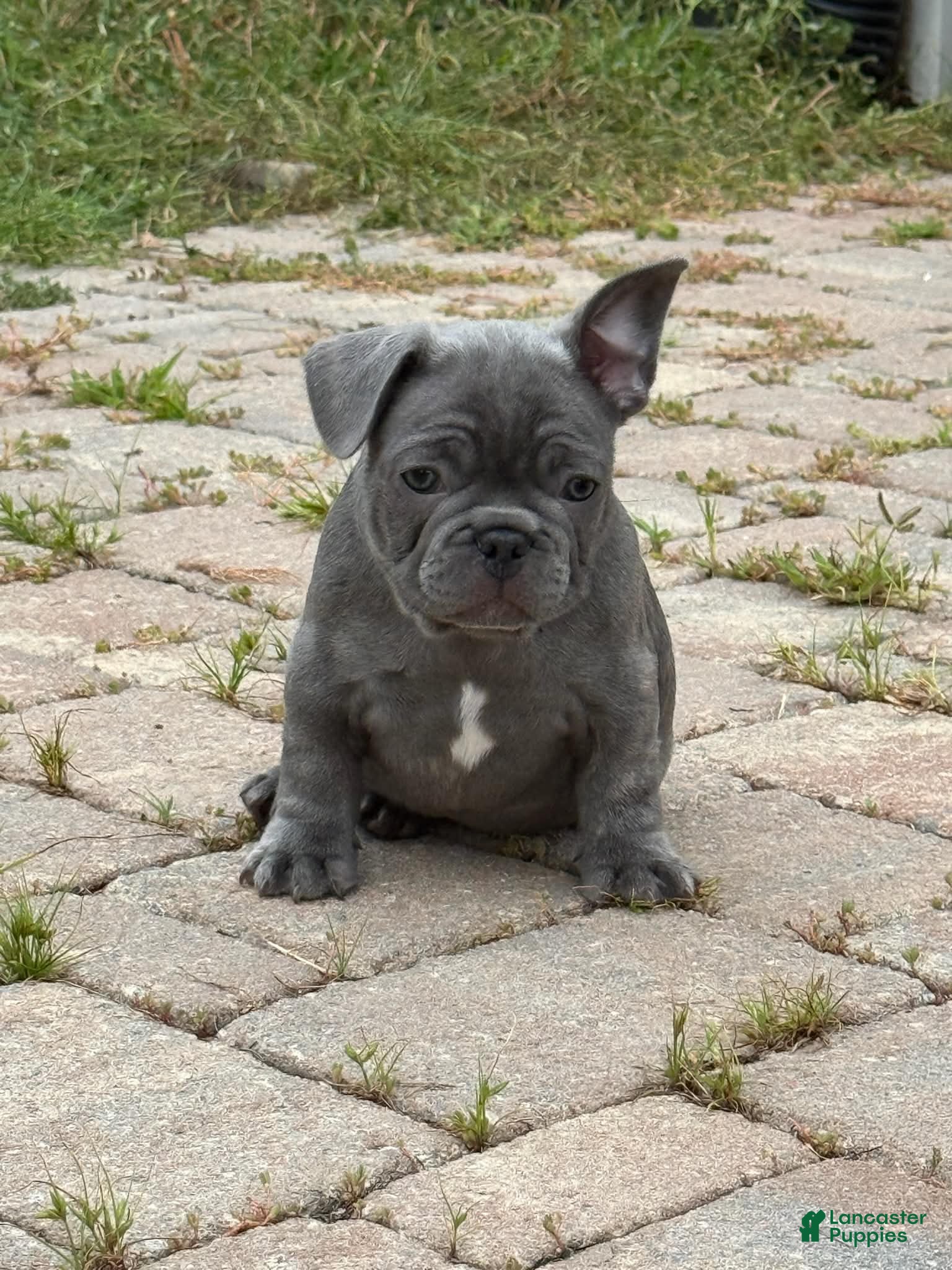 French Bulldog dogs French Bulldog Male - Buddy - Ad 1