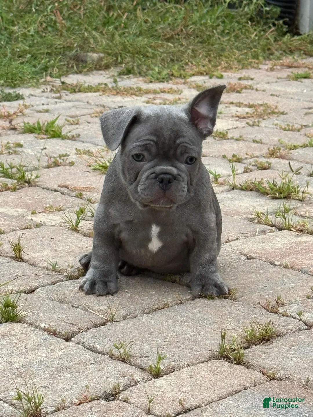 French Bulldog dogs for sale: French Bulldog Male - Buddy - Ad 1