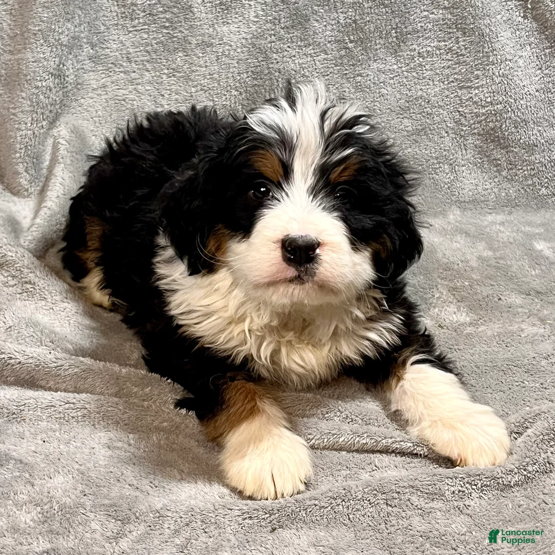 Bernedoodle dogs for sale: McCoy - Ad 3