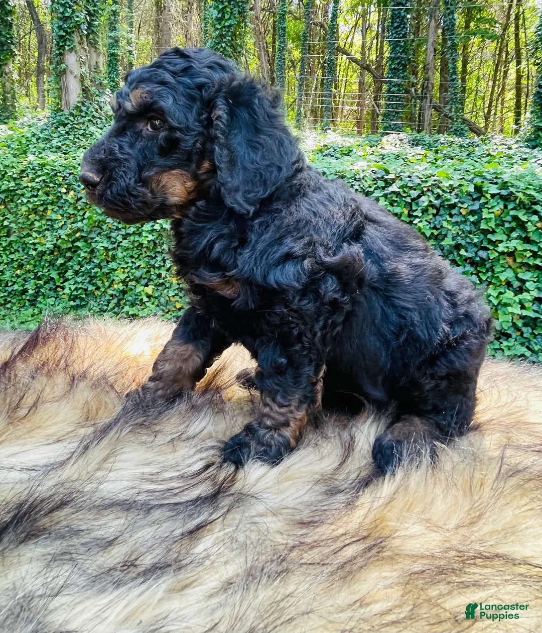 Bernedoodle dogs for sale: Kiwi  - Ad 5