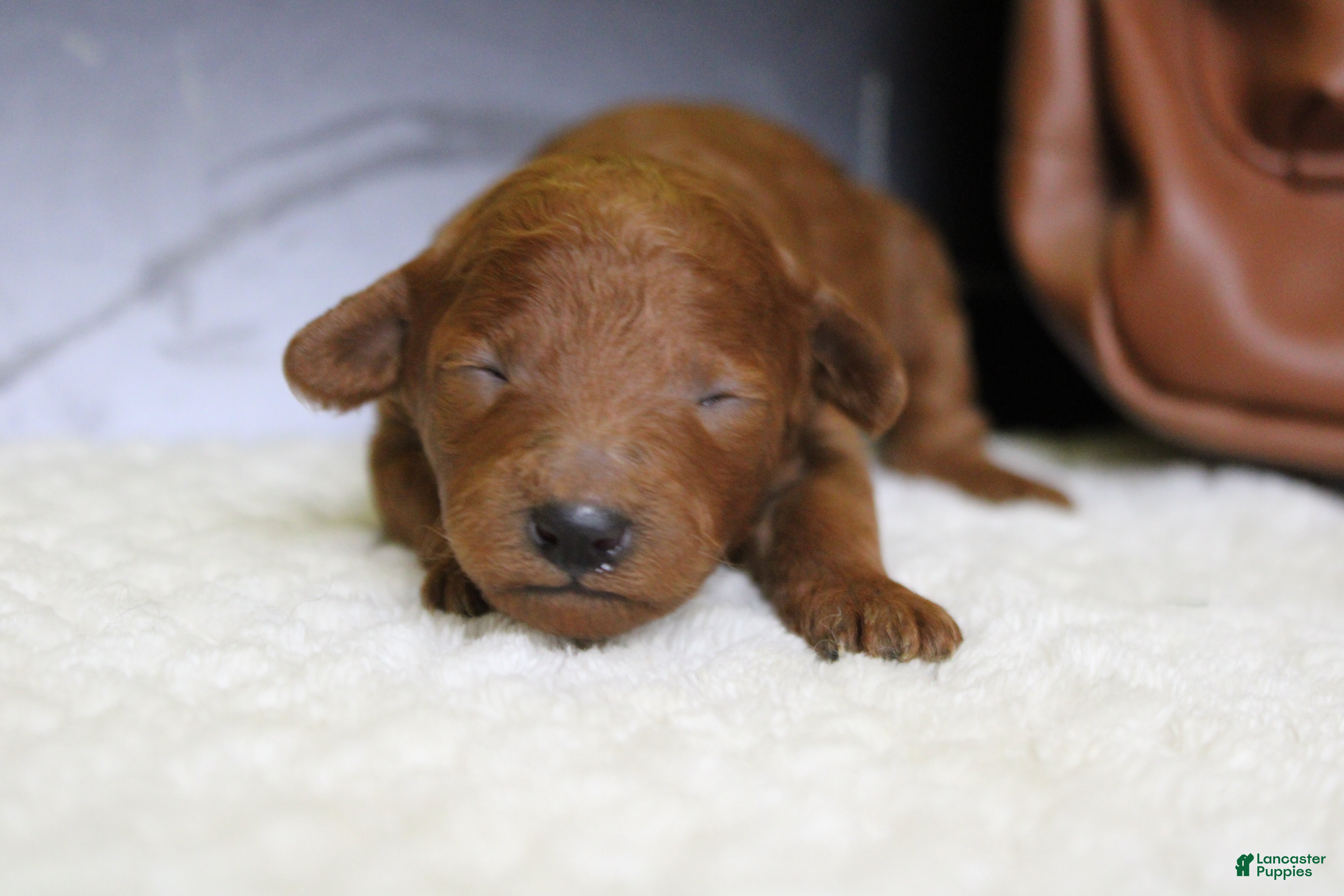 Mixed Breed dogs Clementine  - Ad 38