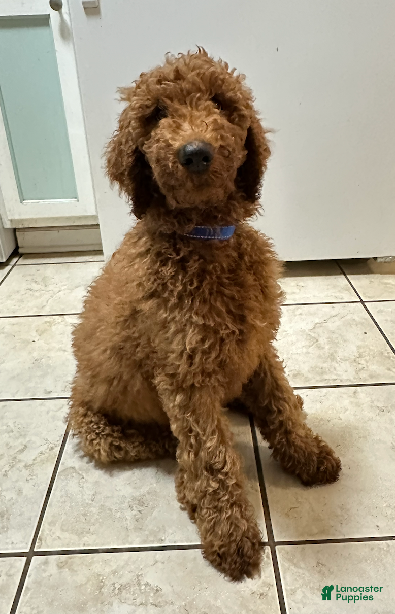 Standard Poodle dogs Blue - Ad 24