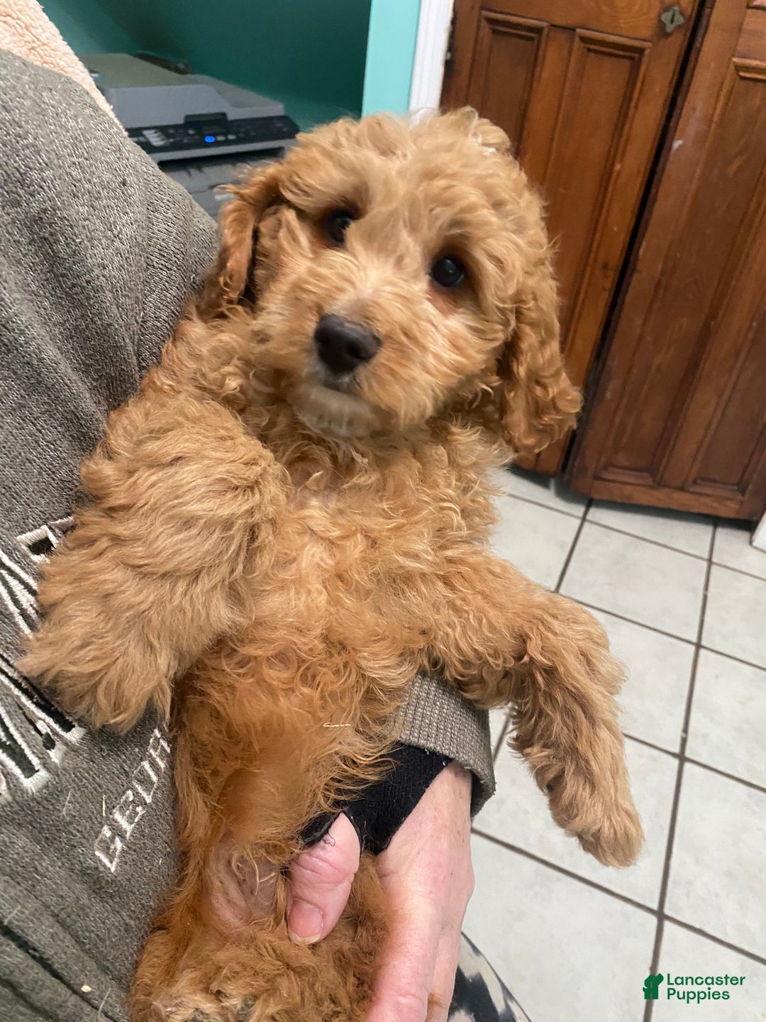 Mini Goldendoodle dogs for sale: Mini Goldendoodle Puppy Nick  - Ad 5