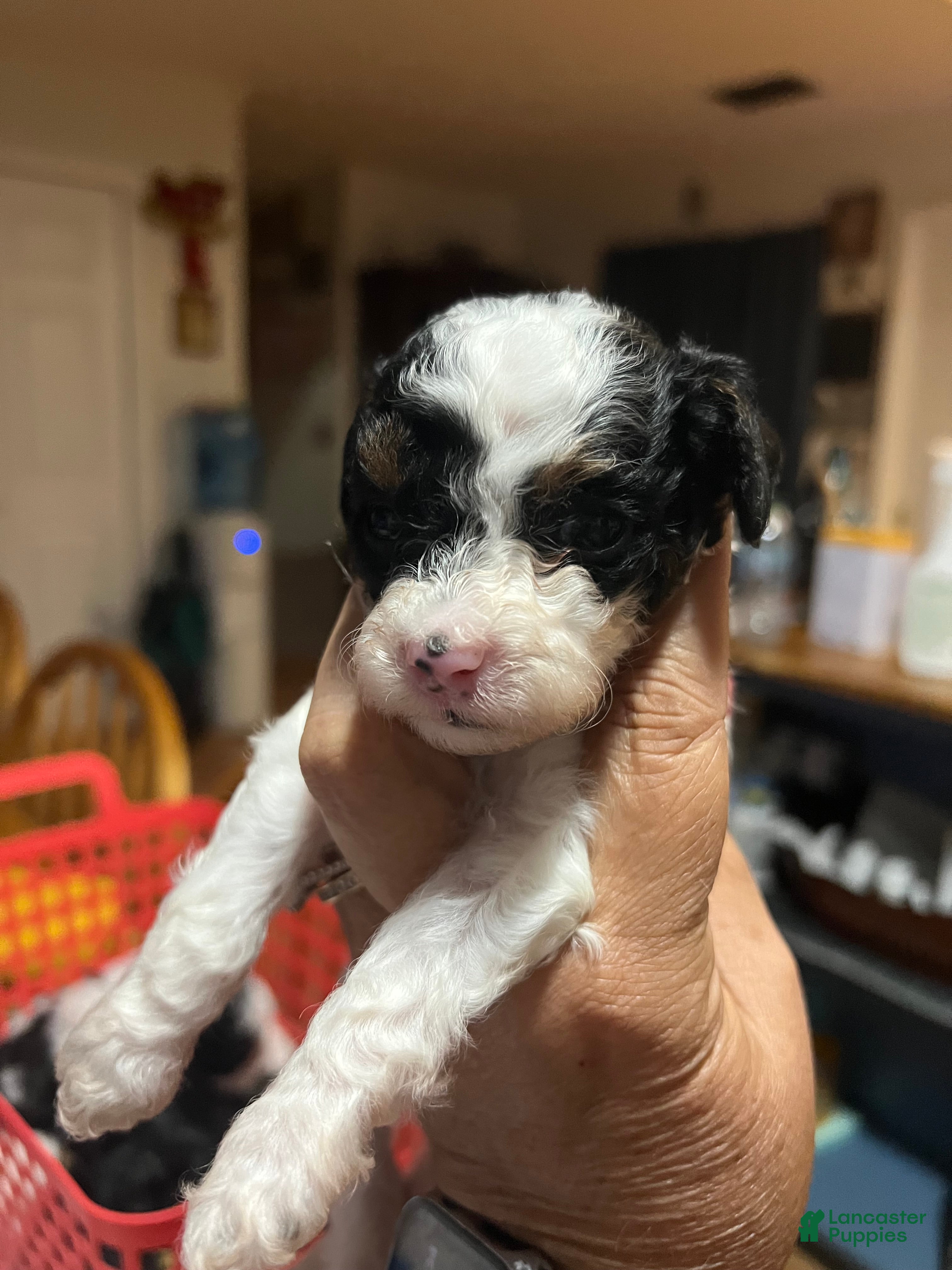 Miniature Poodle dogs Bud /  blue collar - Ad 10