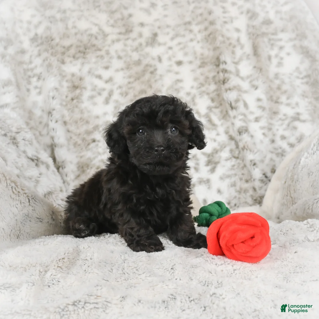 Cavapoo dogs for sale: Toby - Ad 5