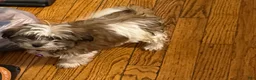 Malshi dogs for sale: Bella - Ad 4