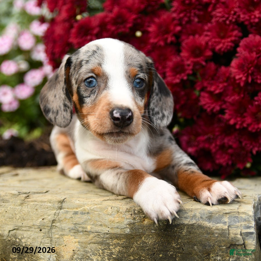 Dachshund dogs Demmy - Ad 2