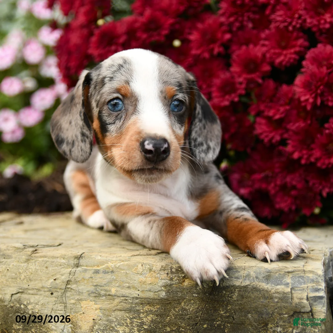 Dachshund dogs for sale: Demmy - Ad 2