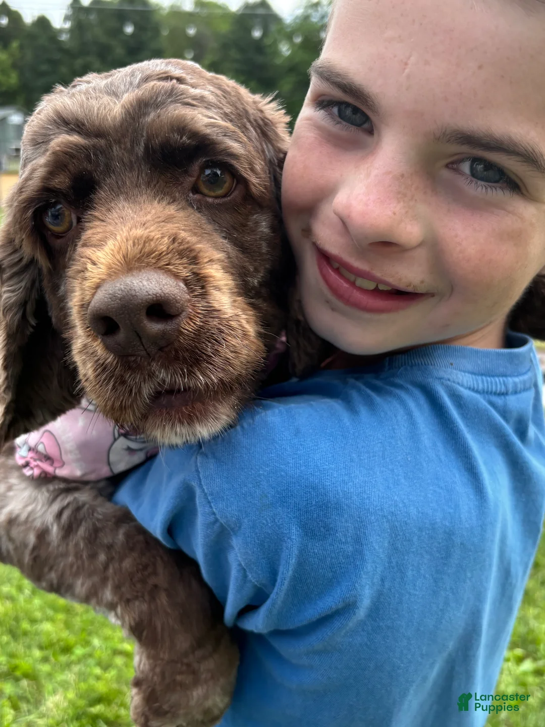 Cockapoo dogs for sale: Jubilee  - Ad 5