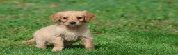 Golden Retriever dogs for sale: Cheerios - Ad 4