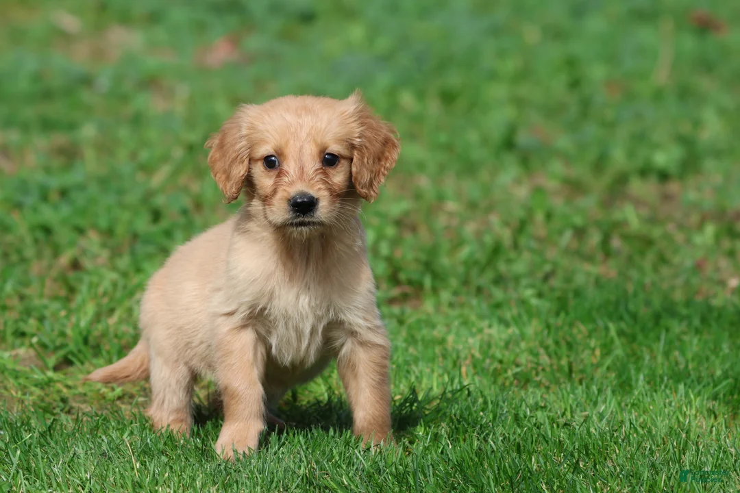 Golden Retriever dogs for sale: Cheerios - Ad 4