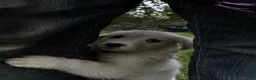 Great Pyrenees dogs for sale: Great Pyrenees pup - Ad 9